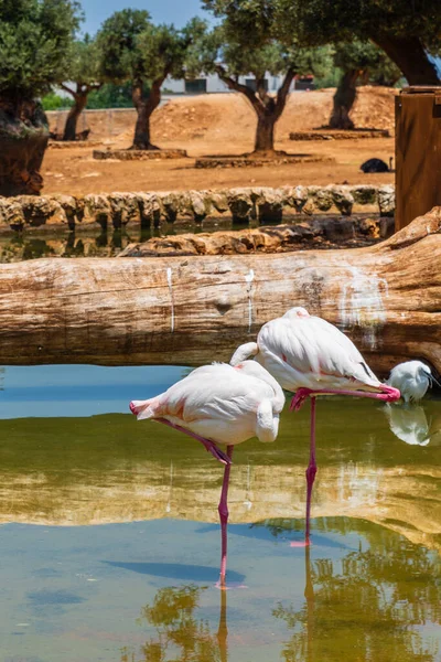 Schöne Rosa Flamingos Wasser — Stockfoto