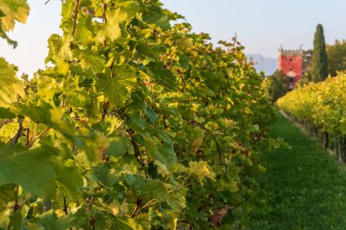 Kırsaldaki üzüm bağları