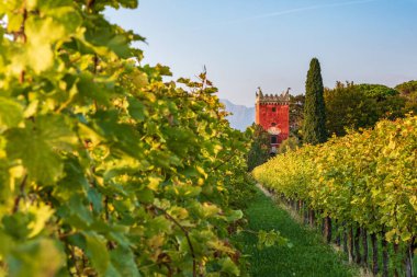 İtalya 'nın Chianti bölgesindeki üzüm bağları.
