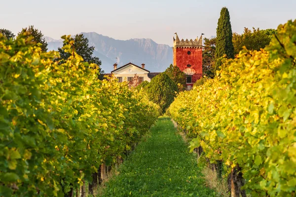 Vineyard Chianti Region Tuscany Italy — Stock Photo, Image