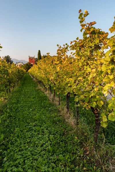 Vinha Região Chianti Itália — Fotografia de Stock