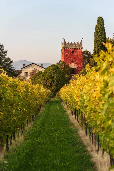 Viñedo Toscana Italia — Foto de Stock