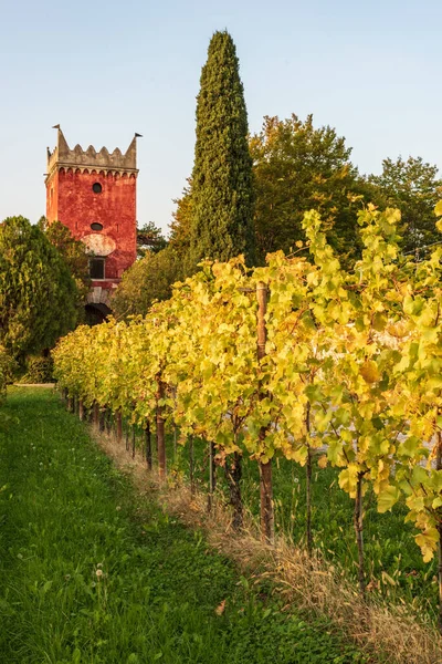 Vineyard Autumn Season — Stock Photo, Image