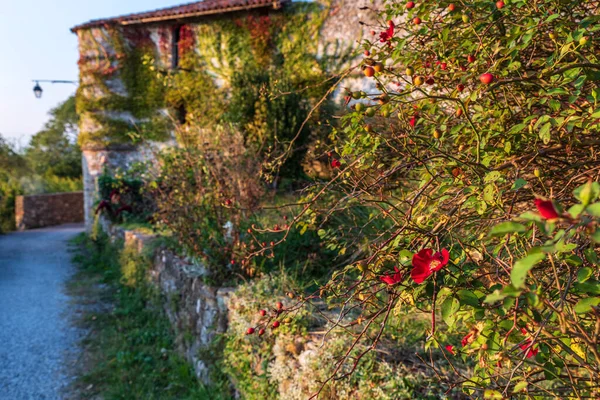 Herbstlaub Park — Stockfoto