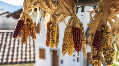 Doğa arka planına kuru mısırlar asmak