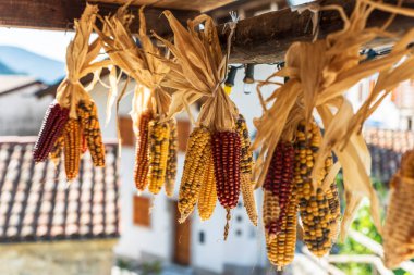 Doğa arka planına kuru mısırlar asmak