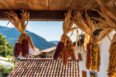 Doğa arka planına kuru mısırlar asmak