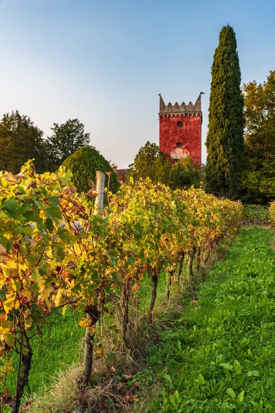 Vineyard Chianti Region Tuscany Italy — Stock Photo, Image