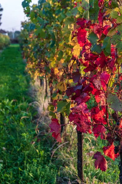 Vigneto Autunno — Foto Stock