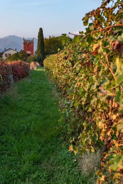 Viñedo Las Montañas — Foto de Stock