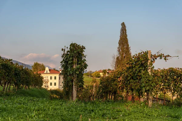 Weinberg Der Region Chianti Toskana Italien — Stockfoto