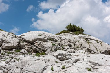 Canin Dağı yaylası. Karst bahçesi. Kayalar, çiçekler, doğa manzarası 