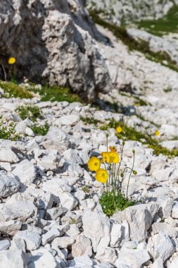 Canin Dağı yaylası. Karst bahçesi. Kayalar, çiçekler, doğa manzarası 