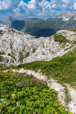 Canin Dağı yaylası. Karst bahçesi. Kayalar, çiçekler, doğa manzarası 