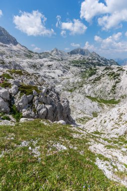 Canin Dağı yaylası. Karst bahçesi. Kayalar, çiçekler, doğa manzarası 