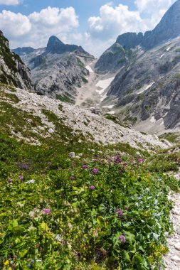 Canin Dağı yaylası. Karst bahçesi. Kayalar, çiçekler, doğa manzarası 