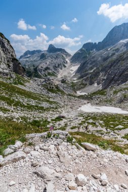 Canin Dağı yaylası. Karst bahçesi. Kayalar, çiçekler, doğa manzarası 