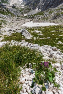 Canin Dağı yaylası. Karst bahçesi. Kayalar, çiçekler, doğa manzarası 