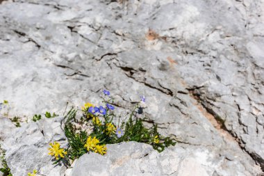 Canin Dağı yaylası. Karst bahçesi. Kayalar, çiçekler, doğa manzarası 