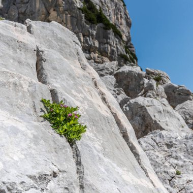 Canin Dağı yaylası. Karst bahçesi. Kayalar, çiçekler, doğa manzarası 