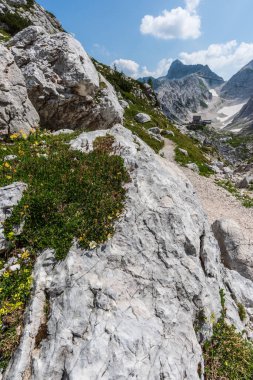 Canin Dağı yaylası. Karst bahçesi. Kayalar, çiçekler, doğa manzarası 