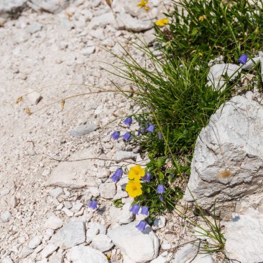 Canin Dağı yaylası. Karst bahçesi. Kayalar, çiçekler, doğa manzarası 