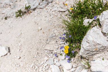 Canin Dağı yaylası. Karst bahçesi. Kayalar, çiçekler, doğa manzarası 