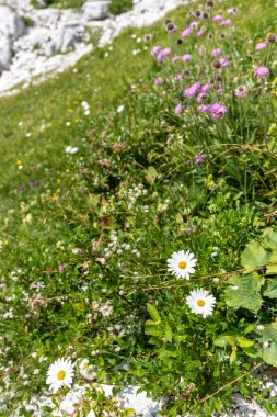 Canin Dağı yaylası. Karst bahçesi. Kayalar, çiçekler, doğa manzarası 
