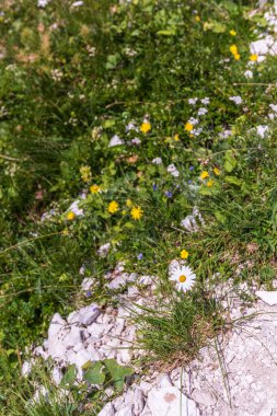 Canin Dağı yaylası. Karst bahçesi. Kayalar, çiçekler, doğa manzarası 