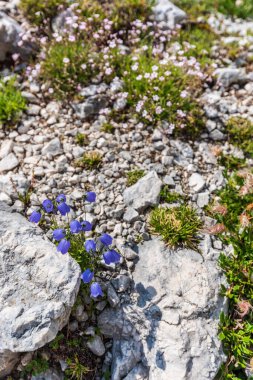 Canin Dağı yaylası. Karst bahçesi. Kayalar, çiçekler, doğa manzarası 