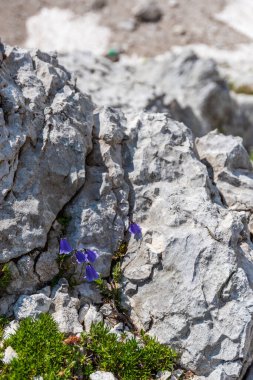 Canin Dağı yaylası. Karst bahçesi. Kayalar, çiçekler, doğa manzarası 