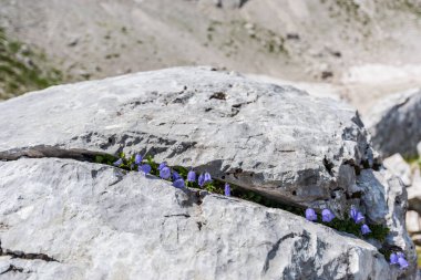 Canin Dağı yaylası. Karst bahçesi. Kayalar, çiçekler, doğa manzarası 