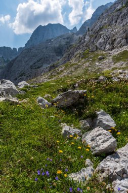 Canin Dağı yaylası. Karst bahçesi. Kayalar, çiçekler, doğa manzarası 