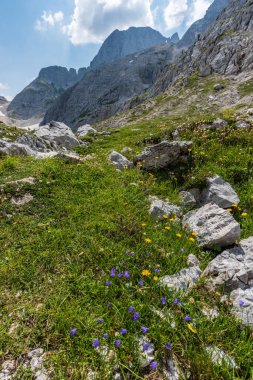 Canin Dağı yaylası. Karst bahçesi. Kayalar, çiçekler, doğa manzarası 