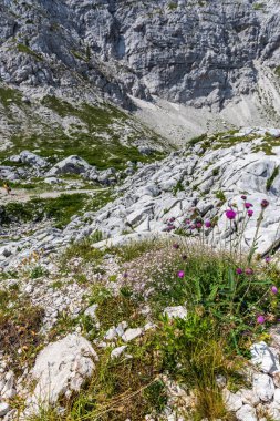 Canin Dağı yaylası. Karst bahçesi. Kayalar, çiçekler, doğa manzarası 