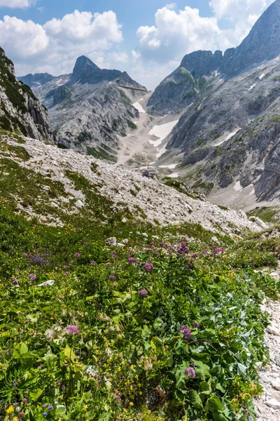 Canin Dağı yaylası. Karst bahçesi. Kayalar, çiçekler, doğa manzarası 