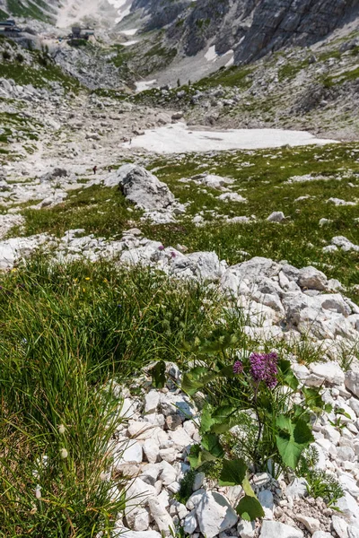 Canin Dağı yaylası. Karst bahçesi. Kayalar, çiçekler, doğa manzarası 