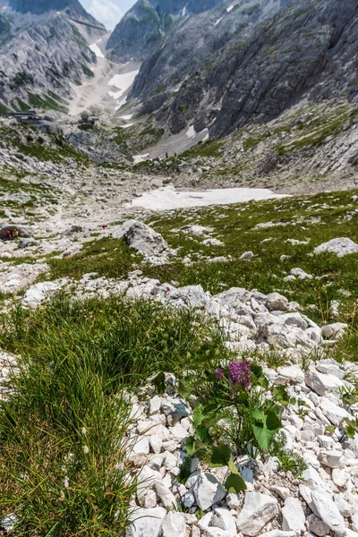 Canin Dağı yaylası. Karst bahçesi. Kayalar, çiçekler, doğa manzarası 