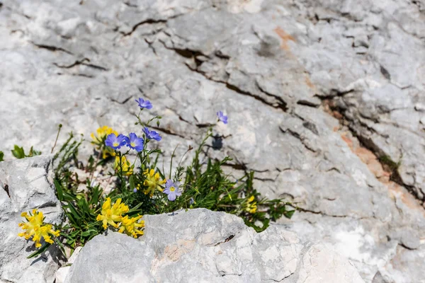 Altopiano Del Monte Canin Giardino Carsico Tra Rocce Fiori Vista — Foto Stock