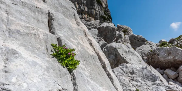 Canin Dağı yaylası. Karst bahçesi. Kayalar, çiçekler, doğa manzarası 