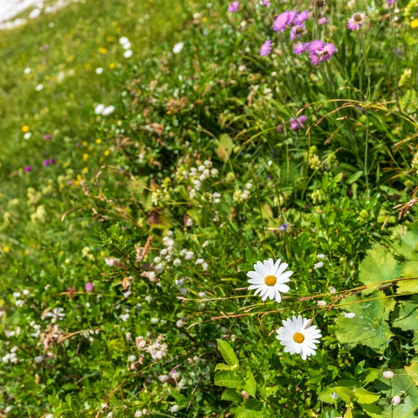 Canin Dağı yaylası. Karst bahçesi. Kayalar, çiçekler, doğa manzarası 