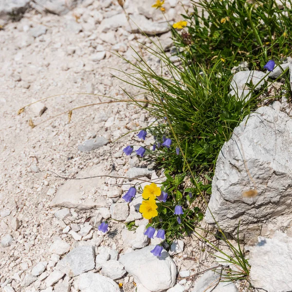 Canin Dağı yaylası. Karst bahçesi. Kayalar, çiçekler, doğa manzarası 