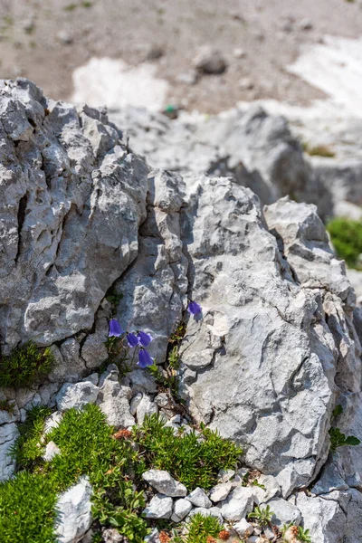 Altopiano Del Monte Canin Giardino Carsico Tra Rocce Fiori Vista — Foto Stock