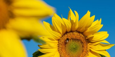 Yazın tarlada ayçiçekleri doğa arka planında