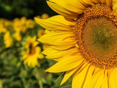 Yazın tarlada ayçiçekleri doğa arka planında