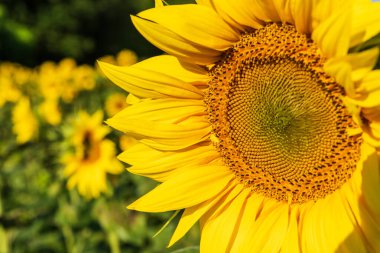 Yazın tarlada ayçiçekleri doğa arka planında