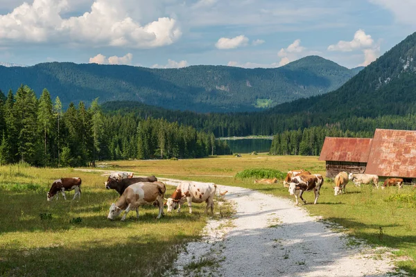 Vacas Pastando Nas Montanhas — Fotografia de Stock