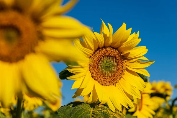 Girasoli Campo Estate Sfondo Naturale — Foto Stock