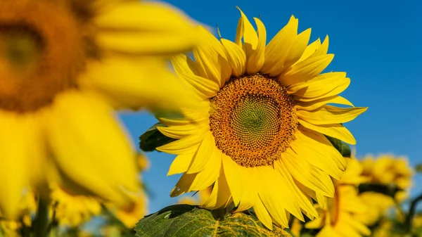 Girasoli Campo Estate Sfondo Naturale — Foto Stock