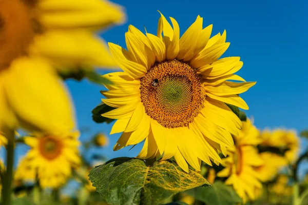 Girasoles Campo Verano Fondo Naturaleza —  Fotos de Stock